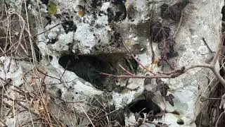 ASMR walk with dogs in the forest 🌳🐾 Croatia 
