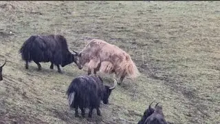 Himalyan village Life in Heavy Raing Time The Yak Farm most peaceful and relaxing Village Life