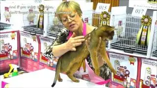 The 6th International Cat Show, Kuching Sarawak Malaysia 第六届国际猫展 古晋砂拉越马来西亚游踪