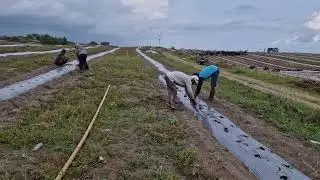 HOW SMART FARMERS PLANT HUNDREDS OF WATERMELON SEEDS WITH BARE HANDS! - Agriculture Farming