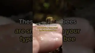 Amazon Rainforest stingless bees essential for regenerating ecosystem #shorts