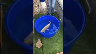 #Teichtechnik #Teichzubeh&ouml;r #koikarpfen #gartenteich #koiteich