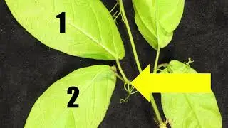 Woodland Edge: Crossvine