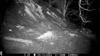 Field Mouse Nature British UK Wildlife Mice Garden Trail Camera Browning Recon Force Reolink CCTV