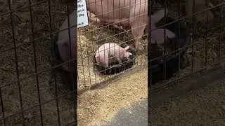 Adorable Piglets at the NC State Fair 🐷 | Cutest Moment in the Livestock Barn! #shorts #animals
