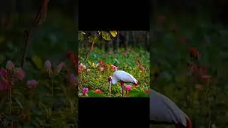 Beauty of Nature in 4K / viral video / Comfy Vibe  #viralvideo #charmingbirds #cute