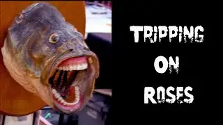 Fatal Fractures - Tripping On Roses (OFFICIAL MUSIC VIDEO)