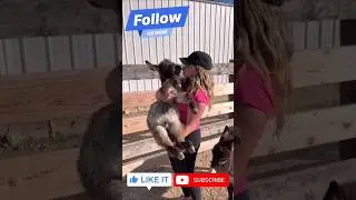 kiss and hugs #viralshort #funny #comedy #love #shorts #love #horse #art#music #foryou #song #sultan