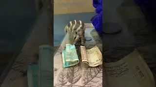 Dodo#naturenuts7741 #money#1000subscriber #dodo @Squeezie