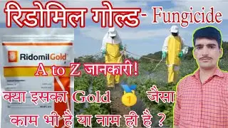 ridomil gold fungicide/syngenta ridomil gold/metalaxyl m 4 + mancozeb 64 wp/ridomil gold