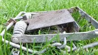 Rat versus Fenn trap.  Explosive action