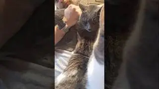 #сборка #котики #шамзин #котбарон #carlthecat #cute #cats #love #pets #catvideos #catshorts #catdad