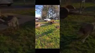Izzy and Rascal morning run