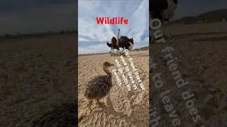 So cute baby Ostrich, #shorts #wildlifeexploration