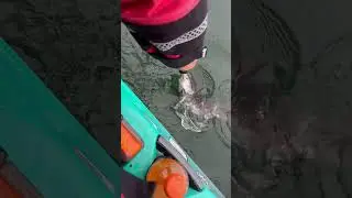 #tog #catchandrelease #kayakfishing #autopilot120 #goodtimes #pescarbues