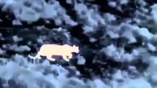 Animals Video  The Dark Nature's Nighttime World BBC Documentary