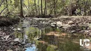 🌲 NEW LISTING ALERT — 180 Acres of Ozark Forest! 🌲
