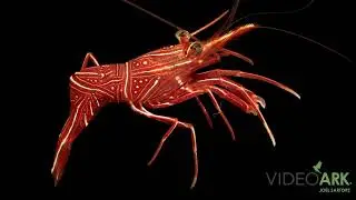 A Durban hingebeak shrimp (Rhynchocinetes durbanensis) at Blue Corner in Numazu, Japan.