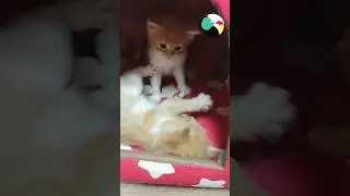 Котята дерутся и веселятся.