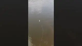 March Perch/Bass Fishing
