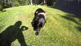 Tractors, Slides and a Black Lab