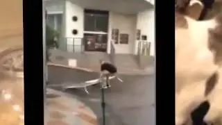 Best Vine Video #1 - The fall in slow motion