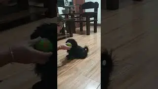 my dog learning to chase and return  ball really excites me.