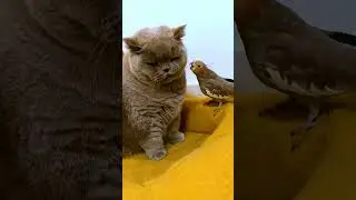 Cute animals compilation | #cuteanimals #cuteanimemoments #cuteanimalscompilation #shorts