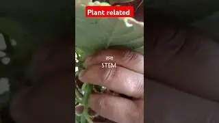 plant related words #learnenglishwith50 #shorts