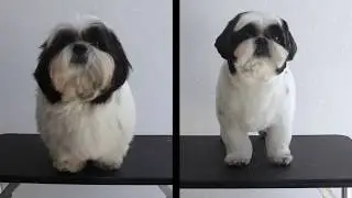 Tosa bebê em Shih-tzu na tesoura - Antes e Depois - CÃO DE FINO TRATO