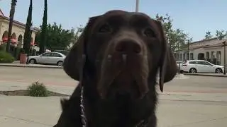 Mobility Service Dog Task: Get It