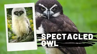 Spectacled owl || Spectacled owl interesting facts || Spectacled owl diet