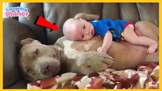🥰❤️Когда твоя собака &mdash; самый заботливый старший брат🐕Лучшая собака и самый лучший малыш на свете