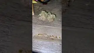 Supercharge joint platinum cookies weed strain