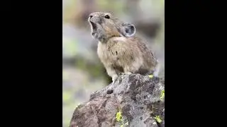 How Pikas Warn Each Other About Predators