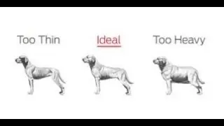 Healthy Dog Weight - How to Tell if Your Dog is Overweight