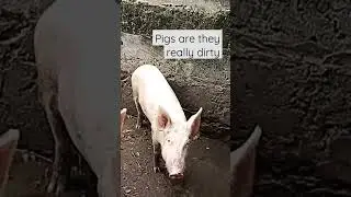 Pigs are they really dirty and do you love the eating it?