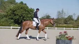 Patrik Kittel Dressage Tour S4E5 – Grand Prix Nivå: Piruetter i galopp