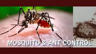 Top Pest Control | Pest Control Services in Singapore