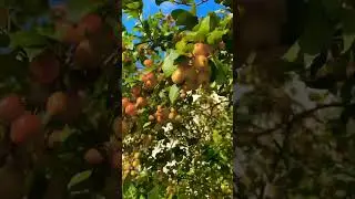 #nature #love #music #crabapple #best #shorts #reels #fyp