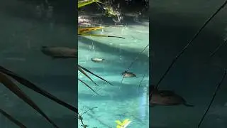 🐢❤️🐢 #secretspring #turtle #lovers #florida