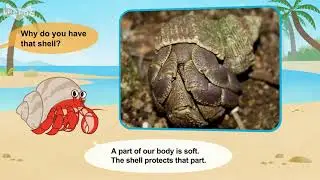 L2 034 Meet the Animals 34  Land Hermit Crab