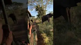 Charging mama elephant protecting her baby #shorts #africa #travel 