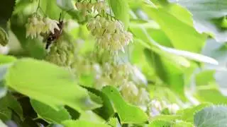 BBC Earth Presenter Search Application