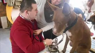 Carpe Canem : Médiation animale avec des personnes handicapées
