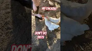 Keto Diet for my Chickens? #pizza #chickens #diet
