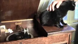 Barnyard Stomp