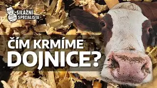 Č&iacute;m krm&iacute;me dojnice?