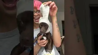 THIS DOG CAUSES HAVOC