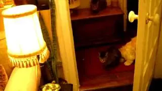 linx 125.AVI